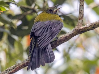  - Gray-winged Cotinga