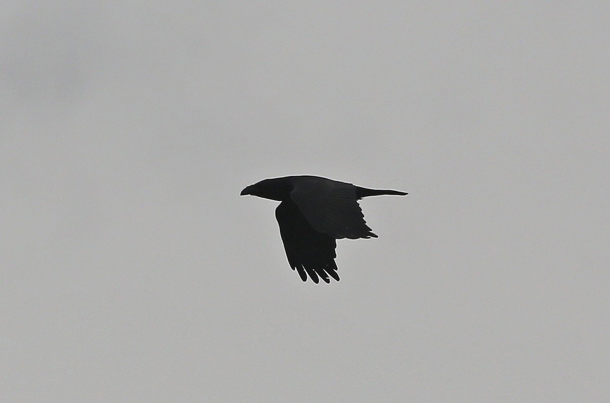 Common Raven - ML95000851