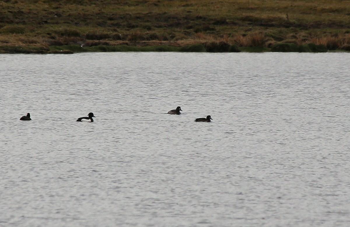 Greater Scaup - ML95000991