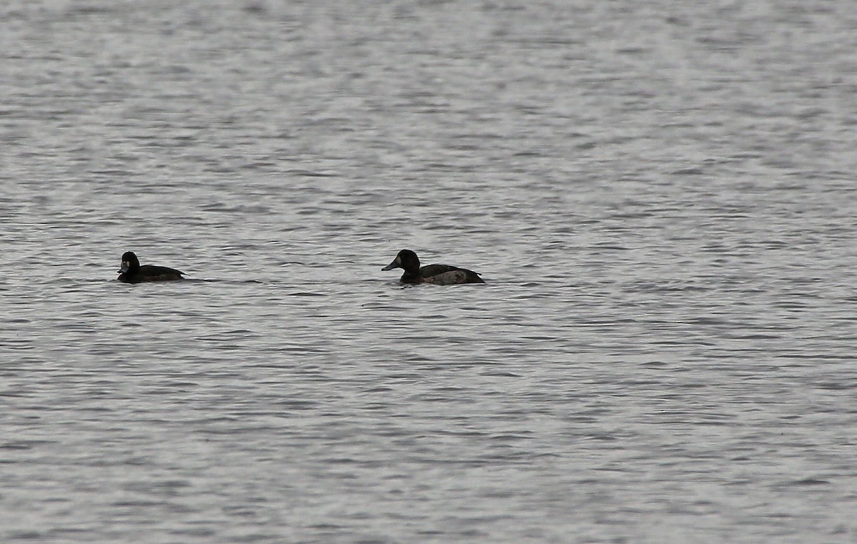 Greater Scaup - ML95001001