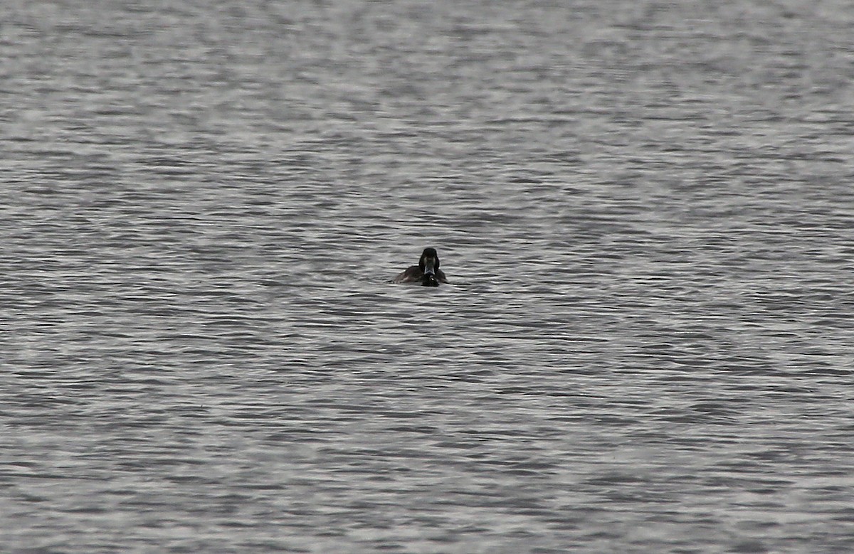 Greater Scaup - ML95001021
