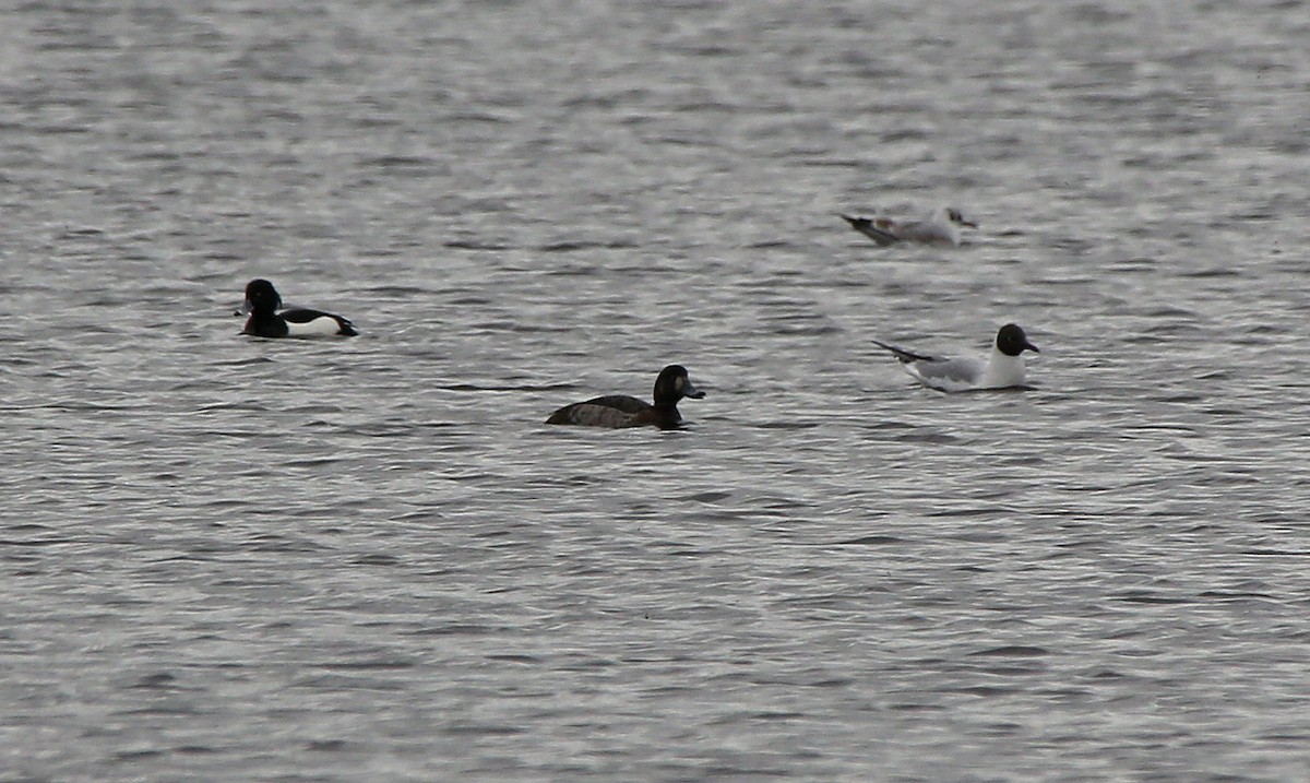 Greater Scaup - ML95001041