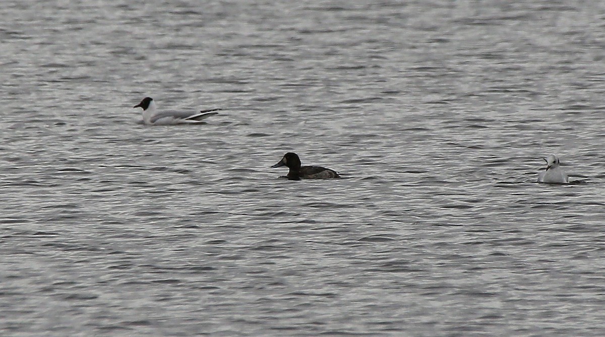 Greater Scaup - ML95001071