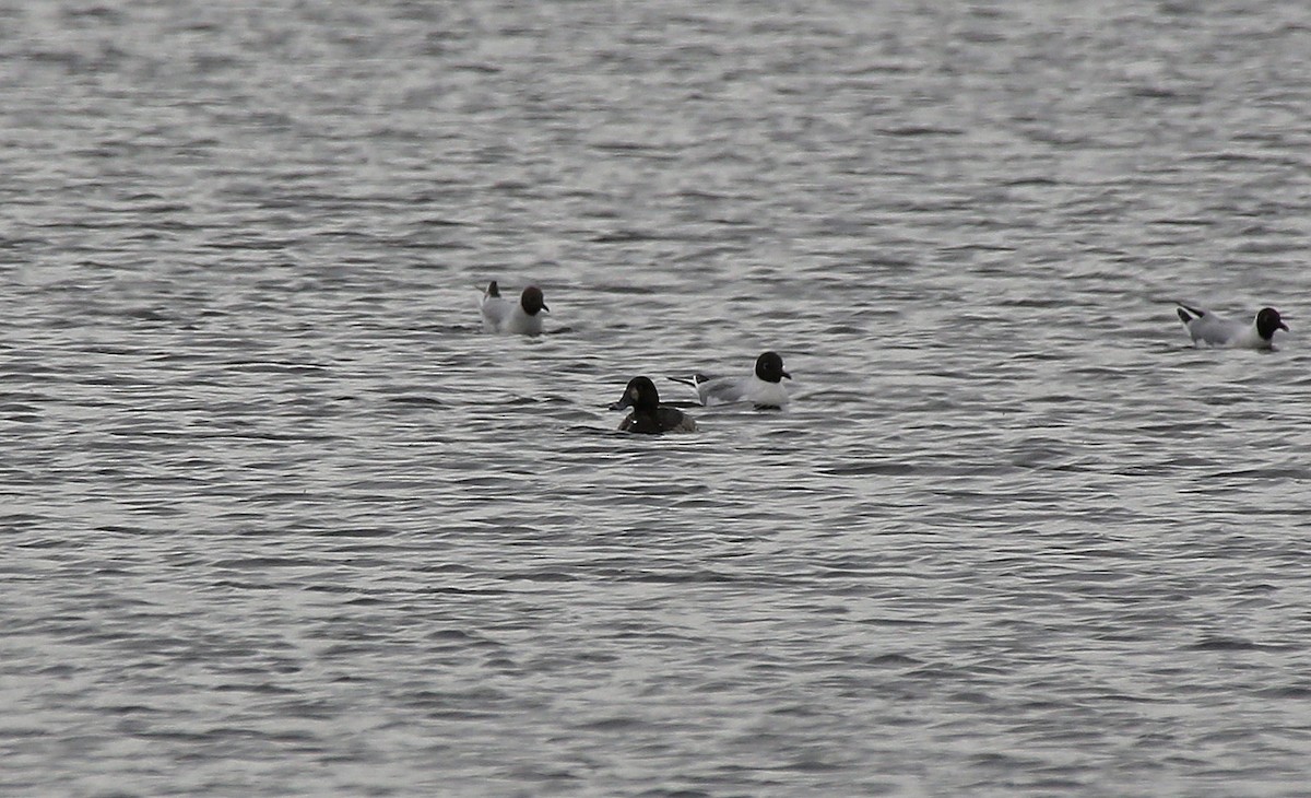 Greater Scaup - ML95001091