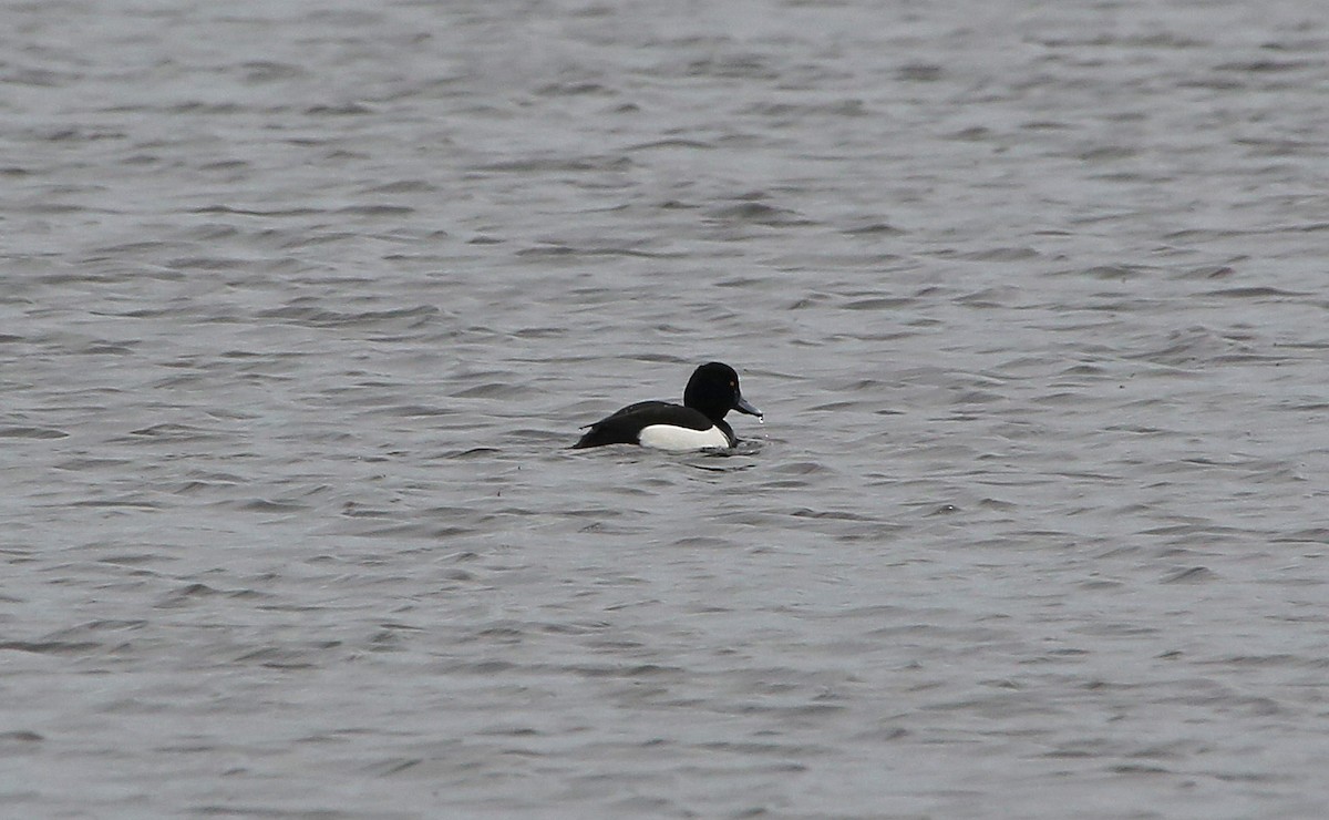 Tufted Duck - ML95001201