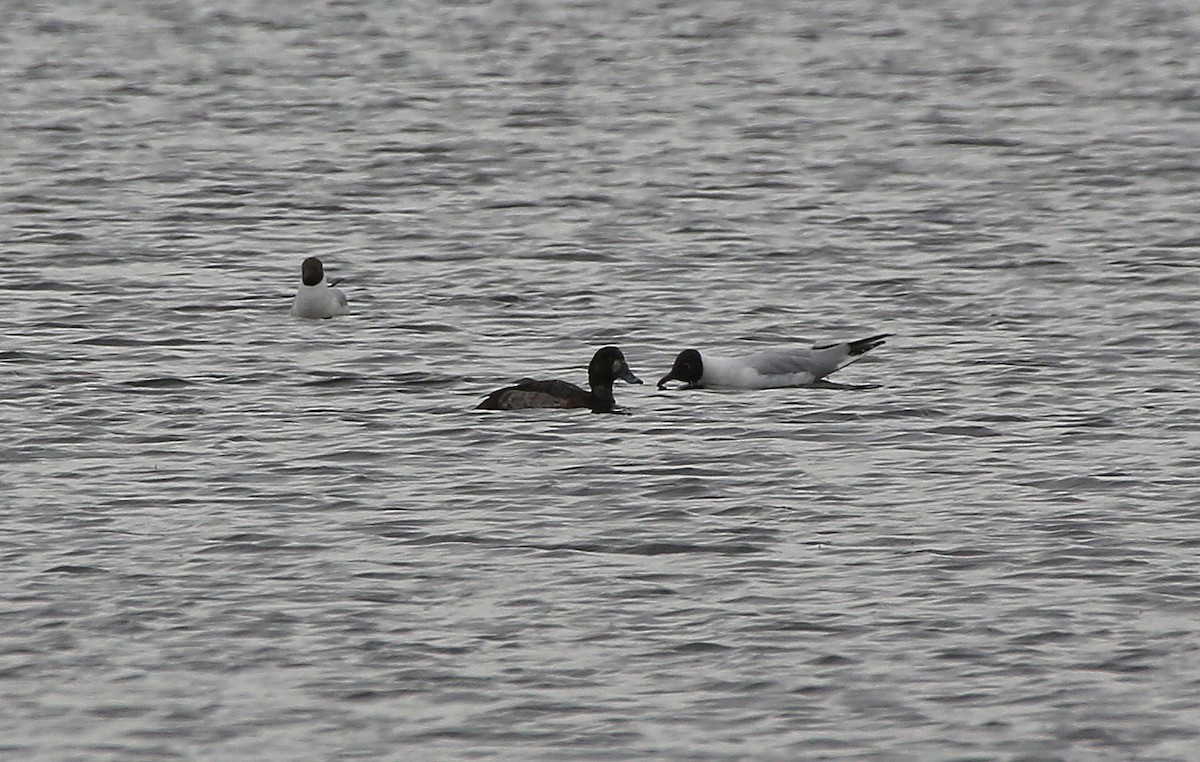 Greater Scaup - ML95001501