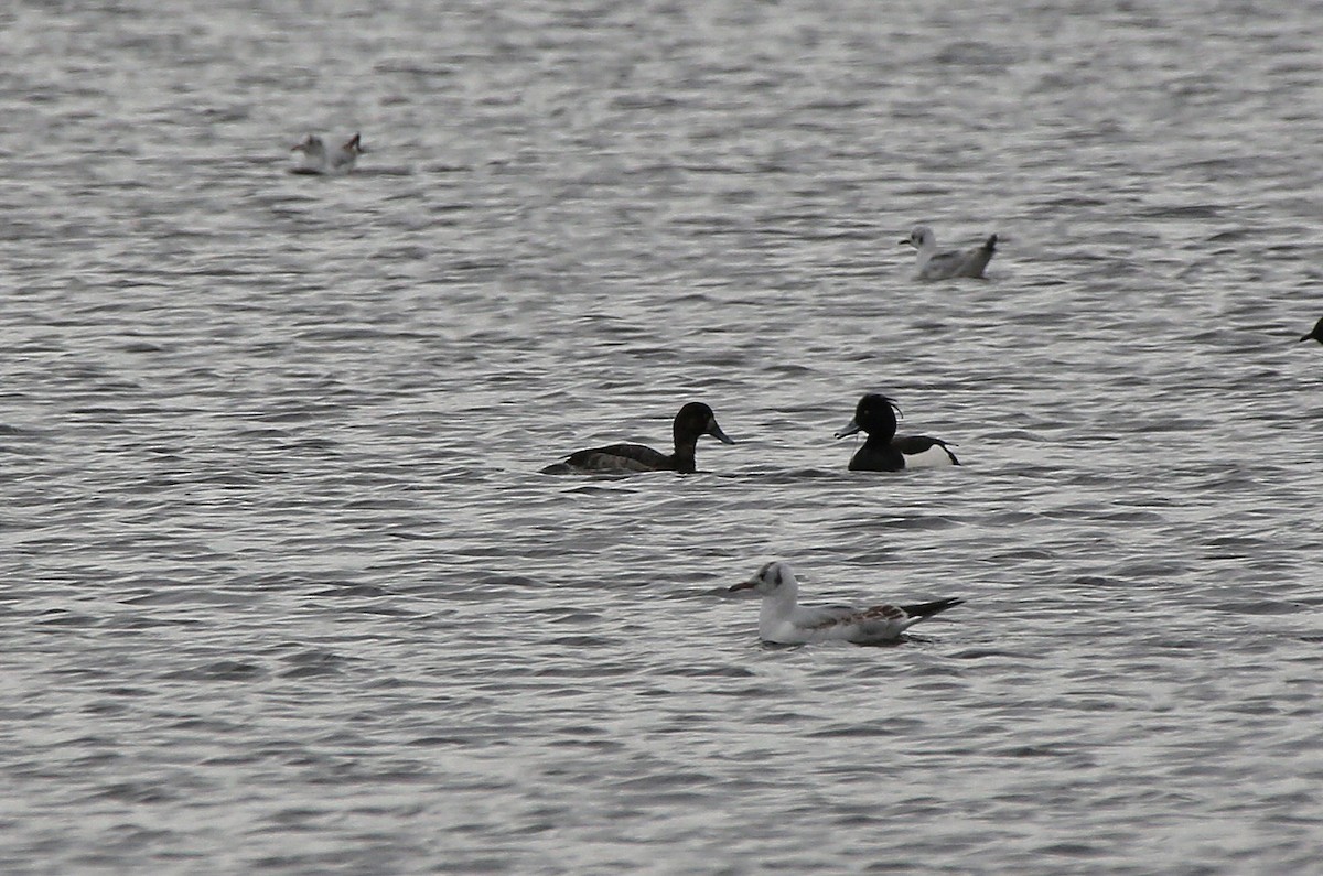 Greater Scaup - ML95001531