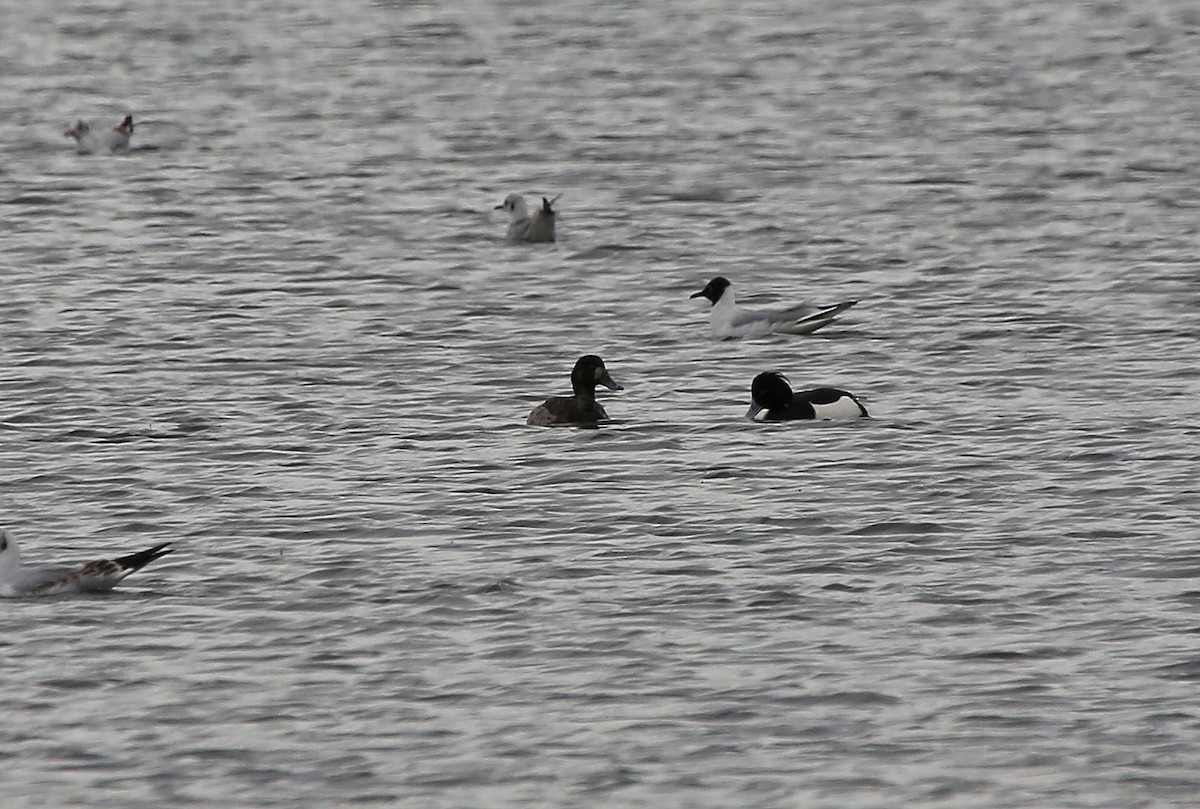 Greater Scaup - ML95001561