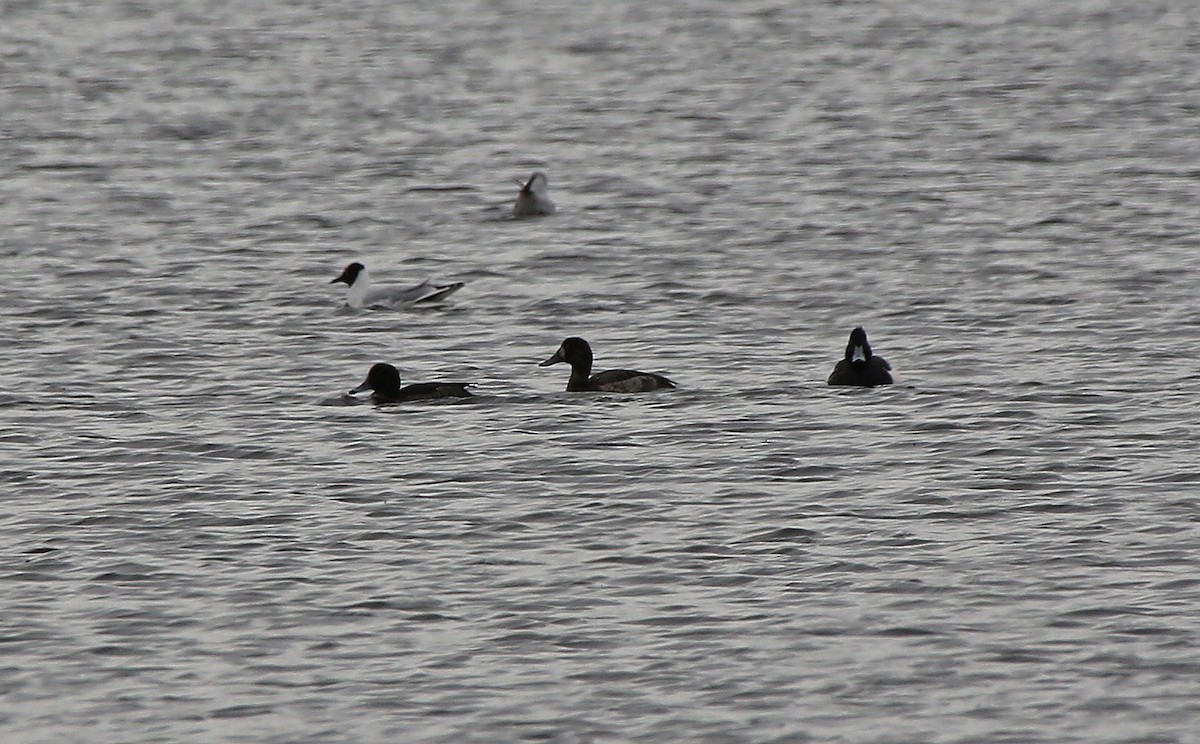 Greater Scaup - ML95001581