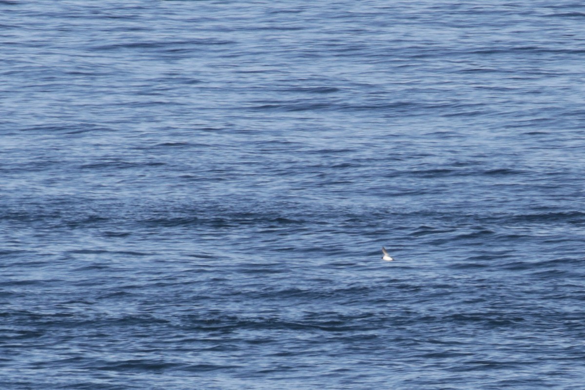 Thick-billed Murre - ML95004741