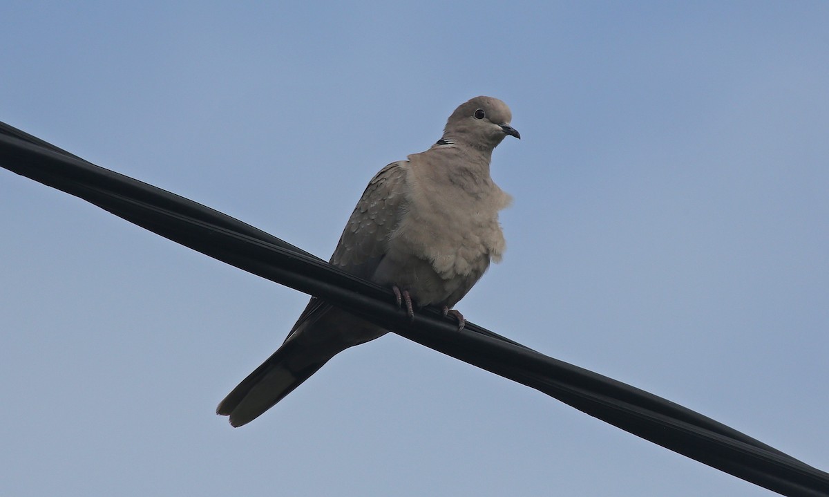 Eurasian Collared-Dove - Paul Chapman