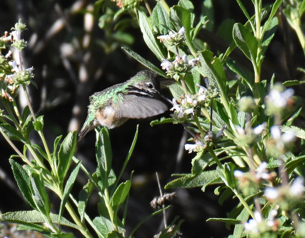 Calliope Hummingbird - ML95010381