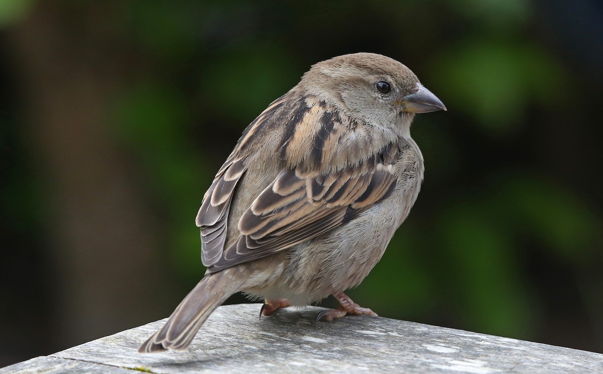 House Sparrow - ML95012311