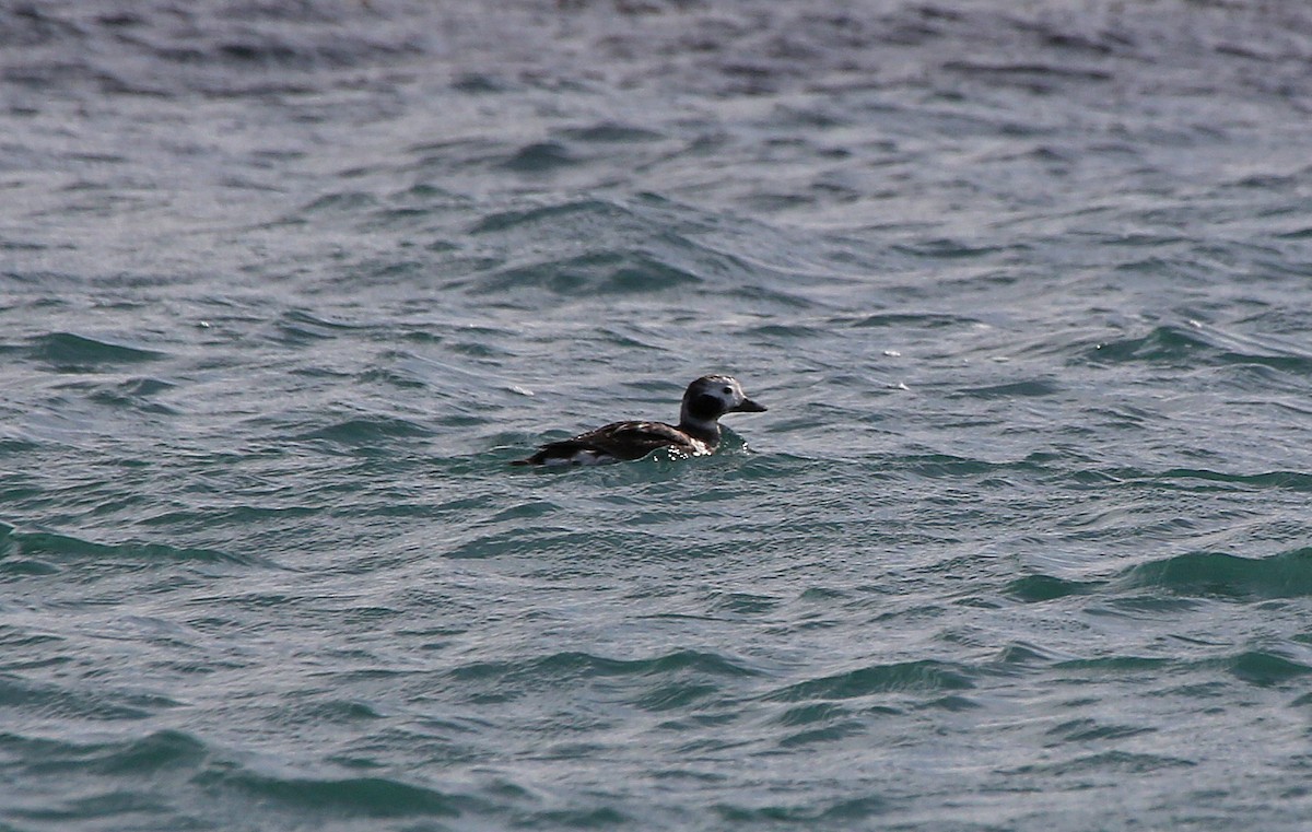 Long-tailed Duck - ML95012341
