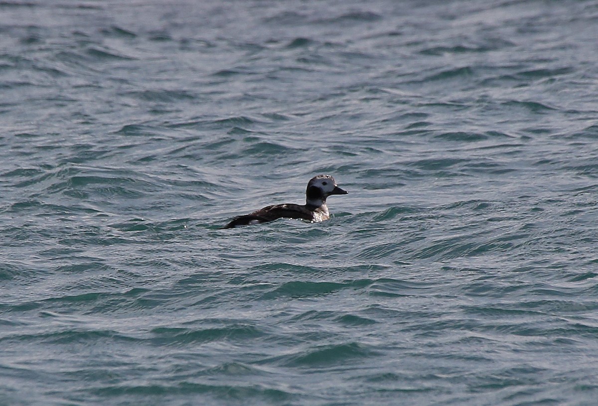 Long-tailed Duck - ML95012351