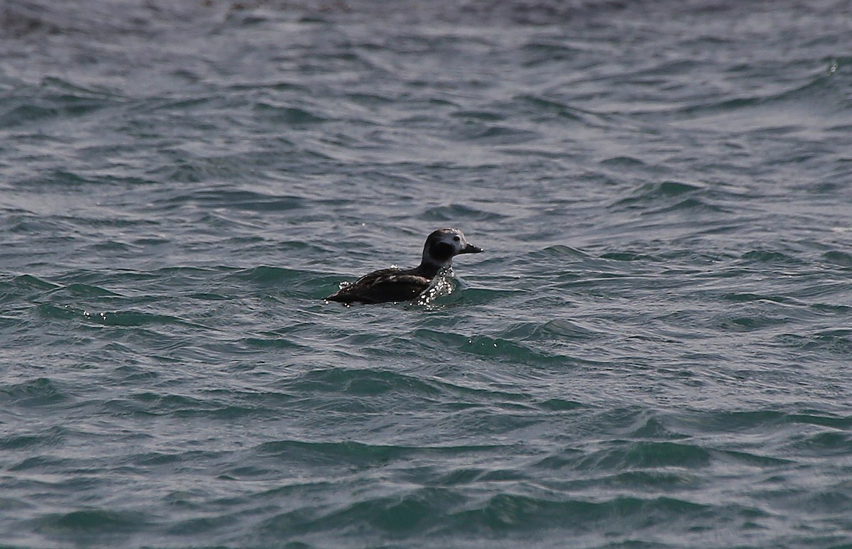 Long-tailed Duck - ML95012401