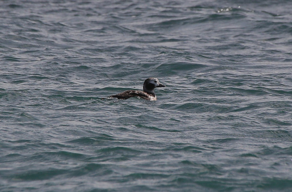 Long-tailed Duck - ML95012431