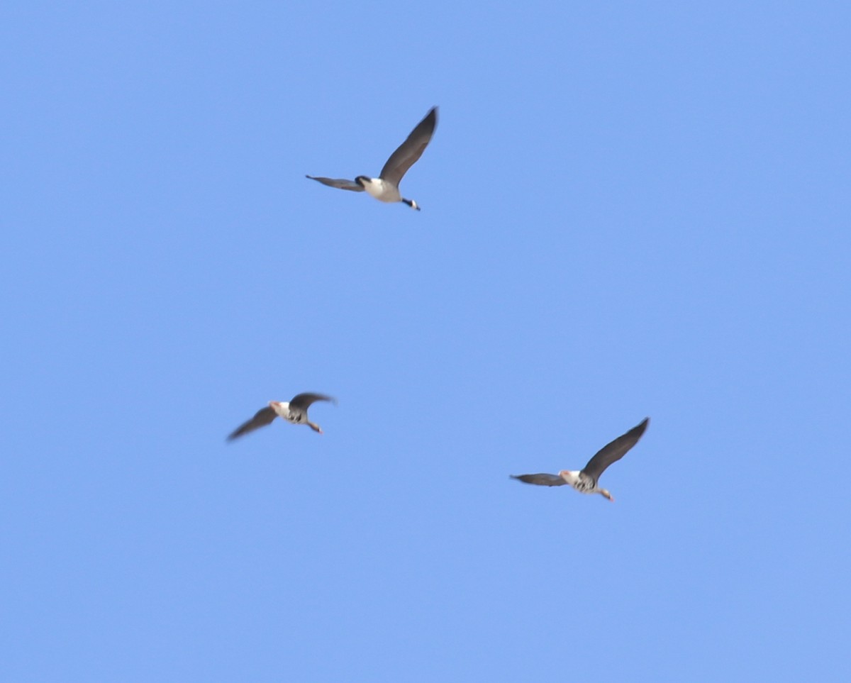 Greater White-fronted Goose - ML95012791