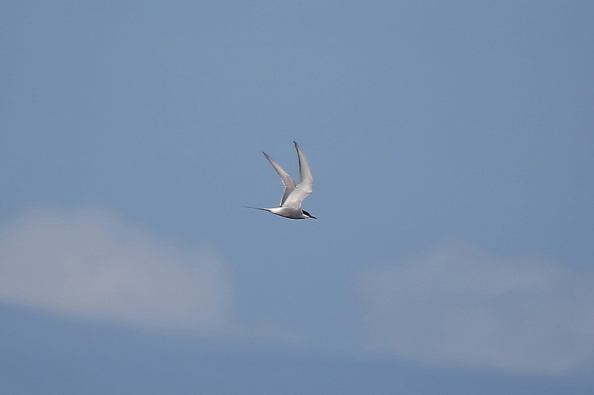 Arctic Tern - Paul Chapman