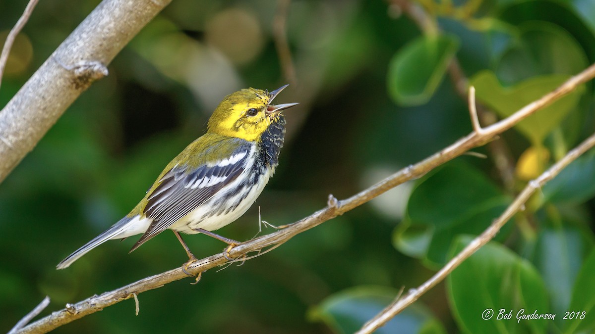 Black-throated Green Warbler - Bob Gunderson
