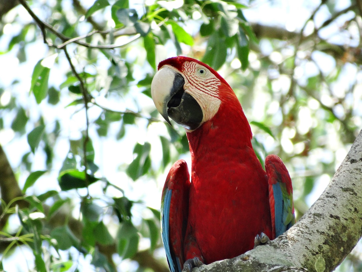 Red-and-green Macaw - ML95016291
