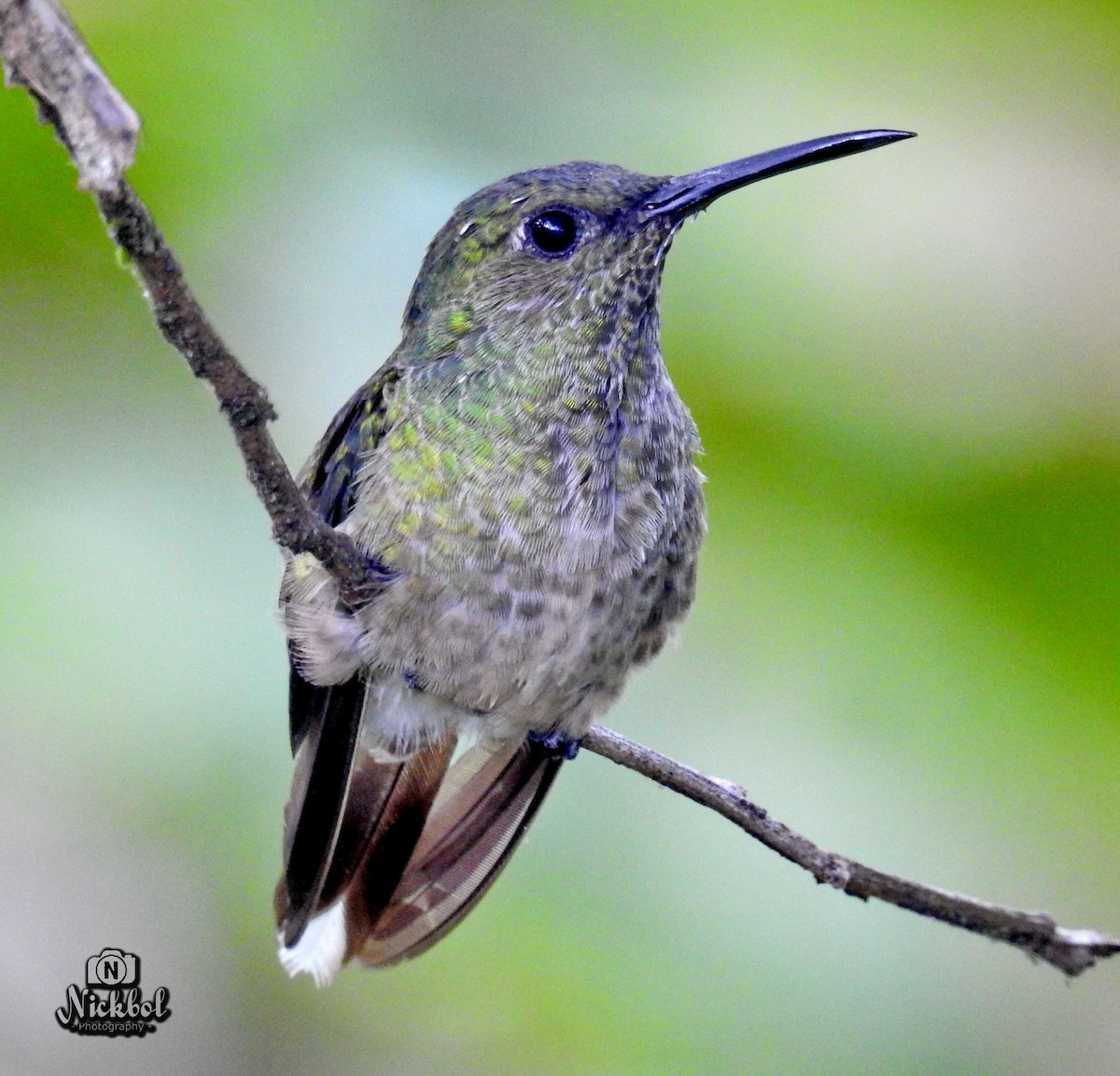 Scaly-breasted Hummingbird - Nick Bolanos
