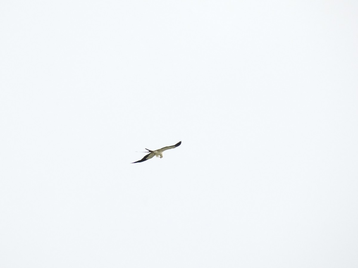 Swallow-tailed Kite - Ana Paula Alminhana Maciel