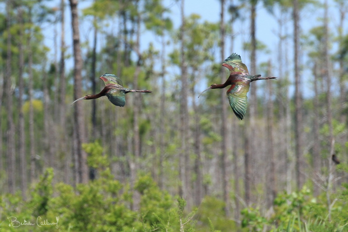 White-faced Ibis - Jerry Callaway