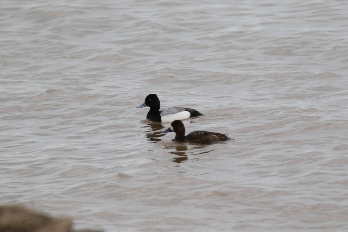 Lesser Scaup - dave trumbell
