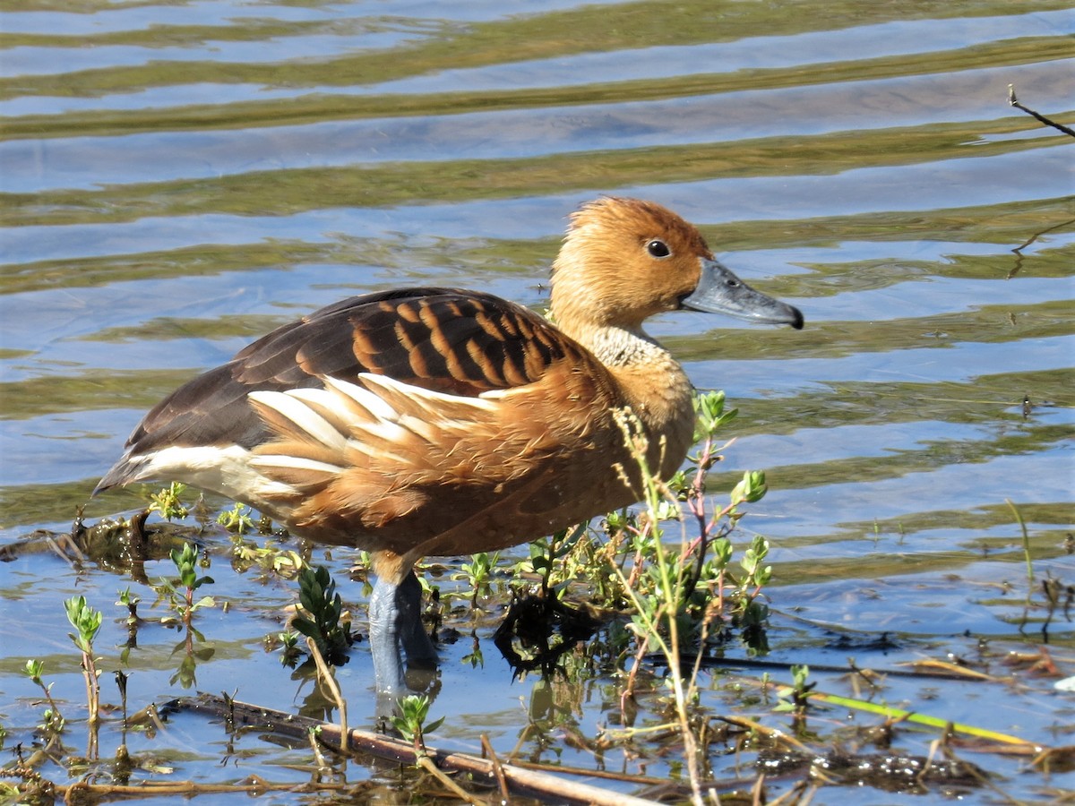 Fulvous Whistling-Duck - ML95033971
