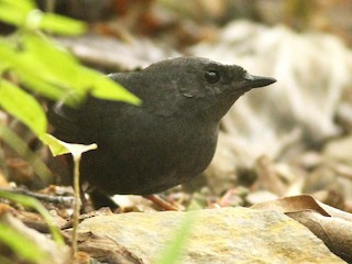  - Santa Marta Tapaculo