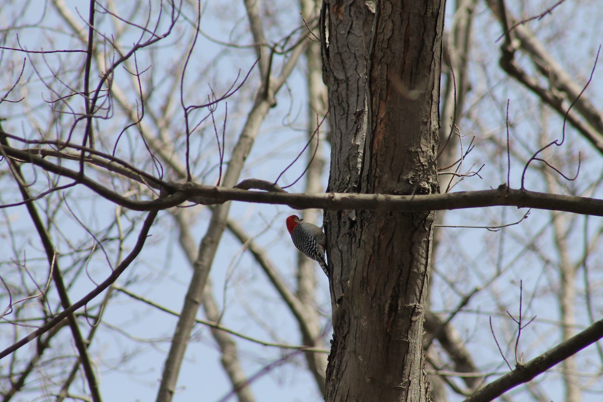 Red-bellied Woodpecker - Lauren Forrest