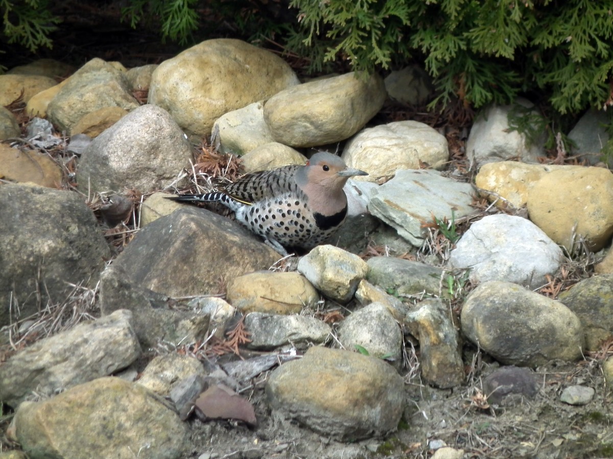 Northern Flicker (Yellow-shafted) - ML95036741