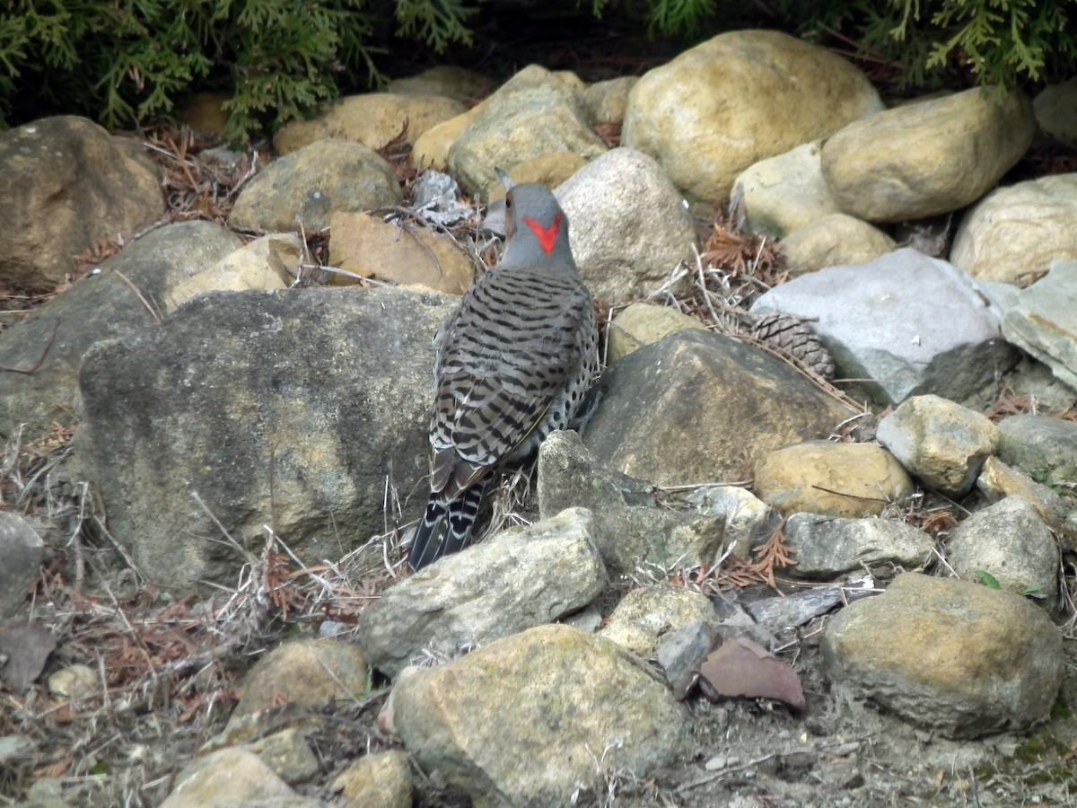 Northern Flicker (Yellow-shafted) - ML95037031