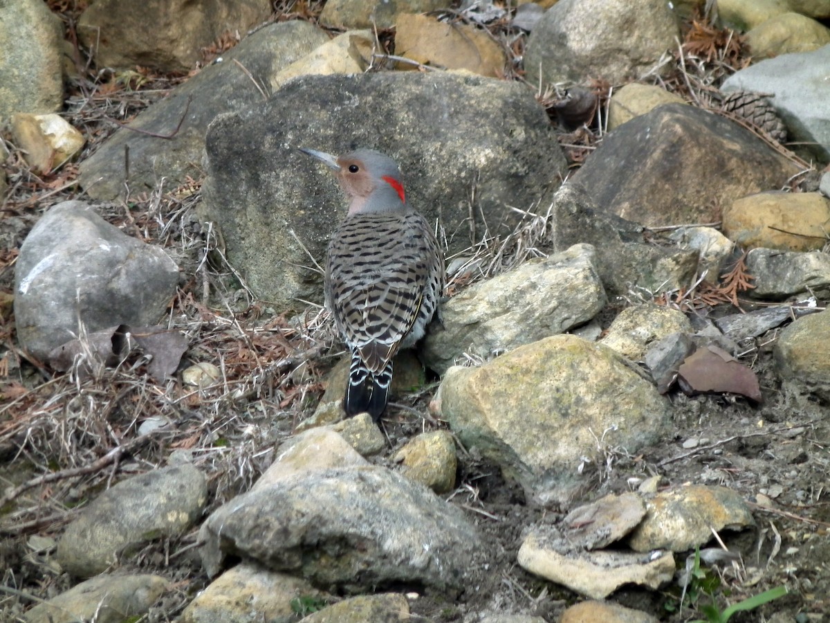 Northern Flicker (Yellow-shafted) - ML95037051