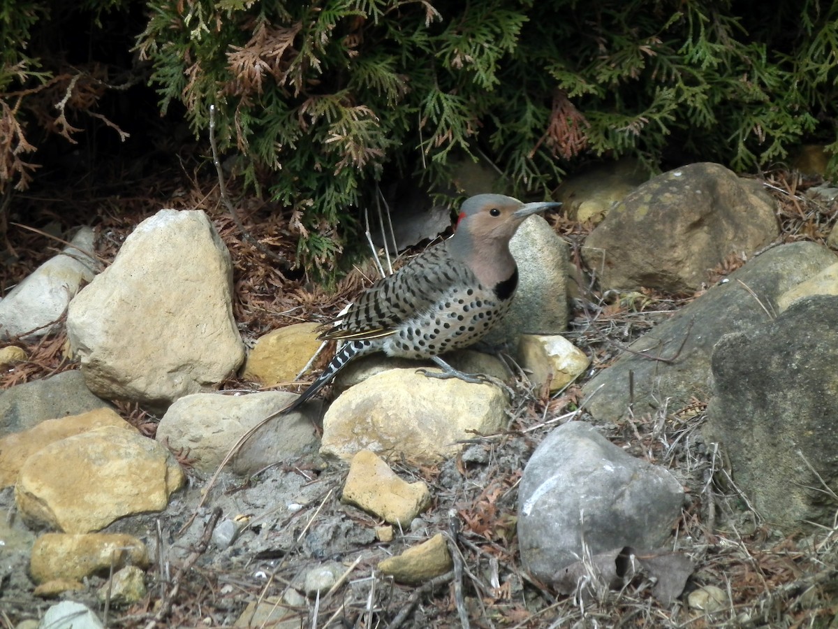 Northern Flicker (Yellow-shafted) - ML95037901