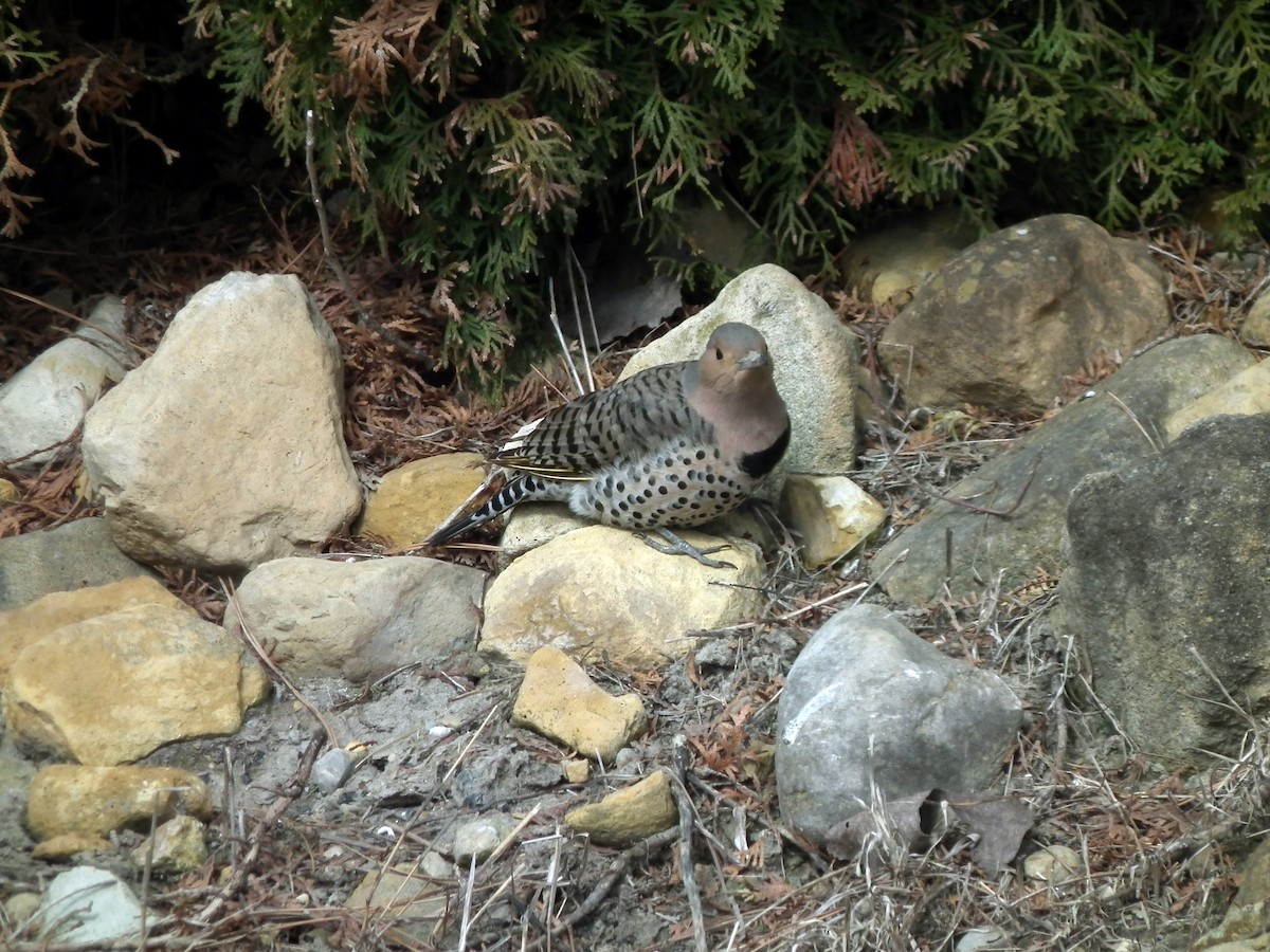 Northern Flicker (Yellow-shafted) - ML95037991