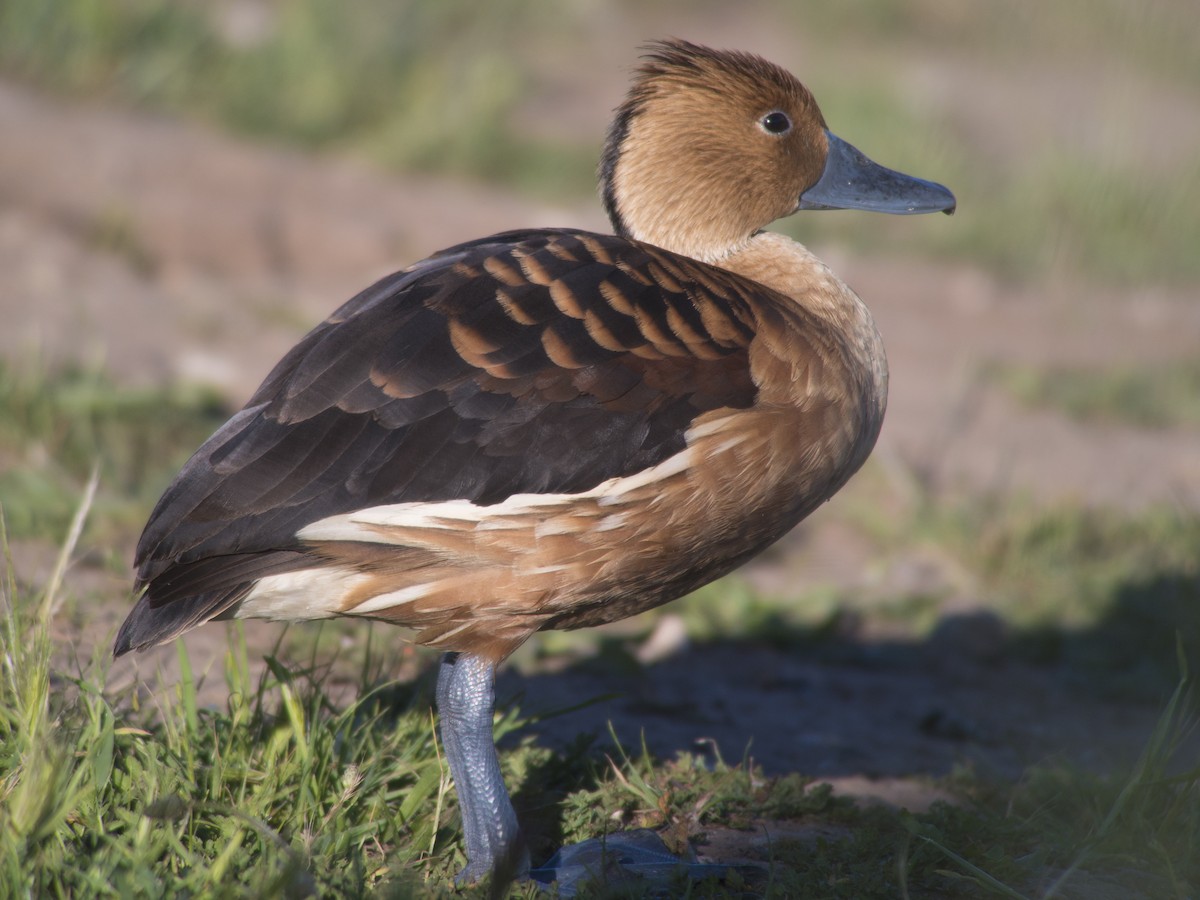 Fulvous Whistling-Duck - ML95039951