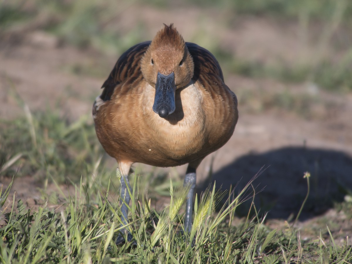 Fulvous Whistling-Duck - ML95039961