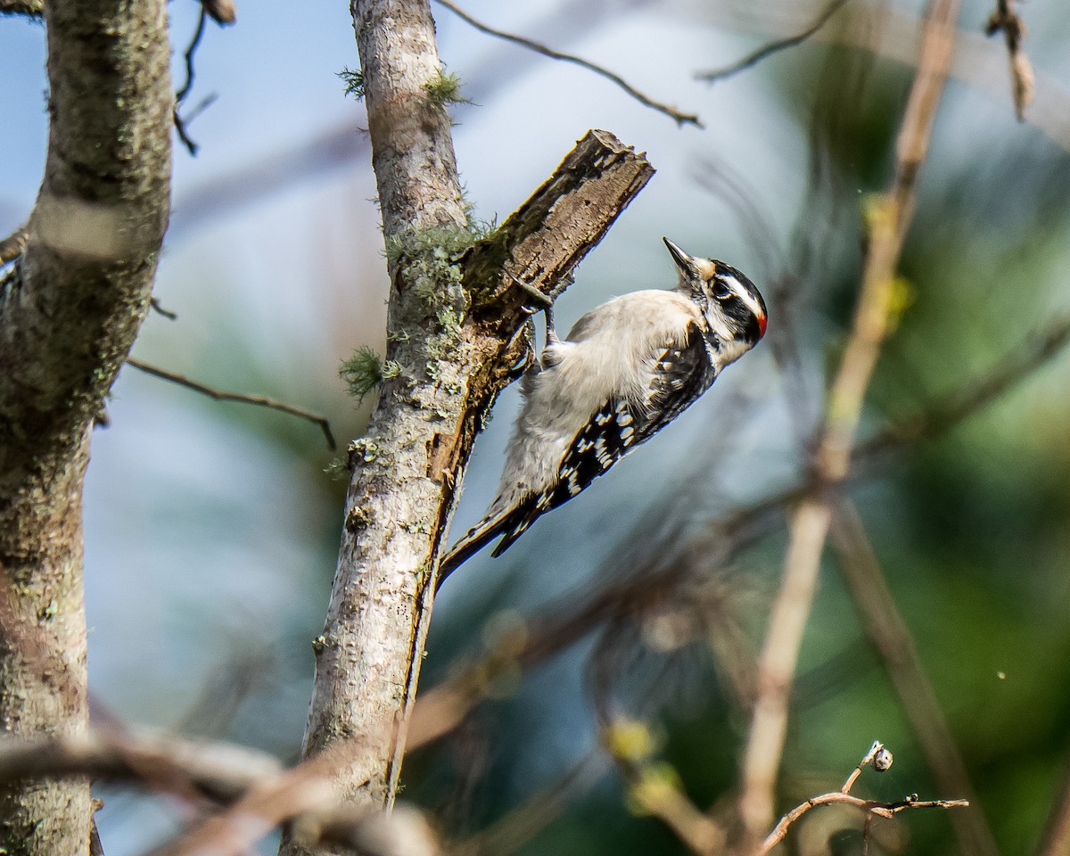 Downy Woodpecker - ML95043061