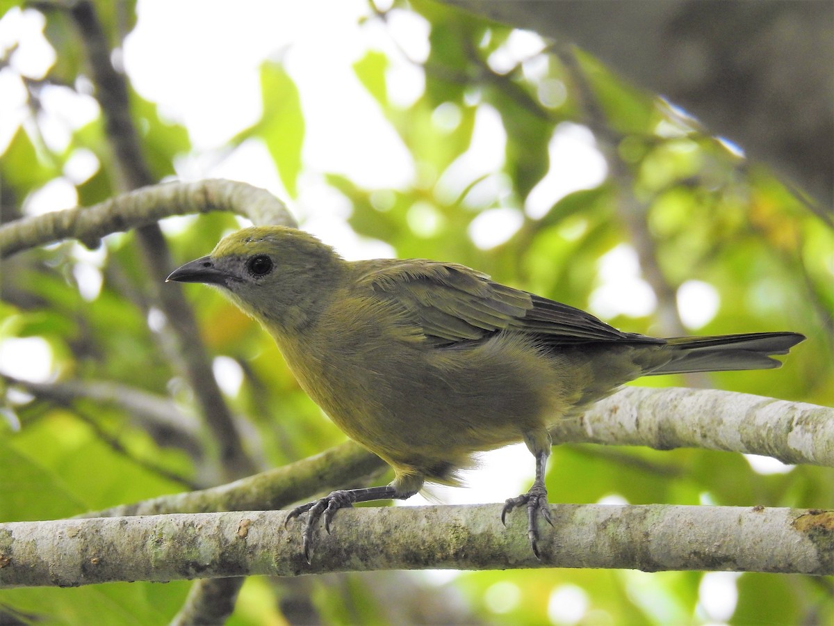 Palm Tanager - ML95043271