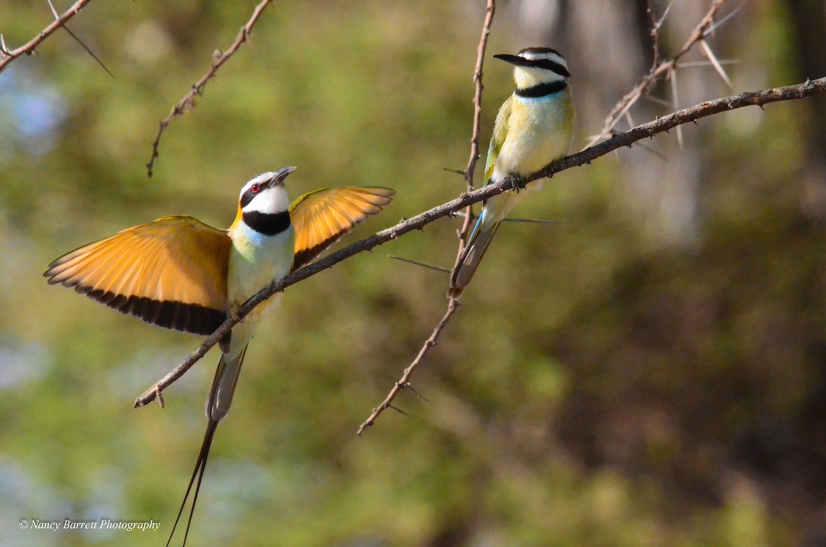 White-throated Bee-eater - Nancy Barrett