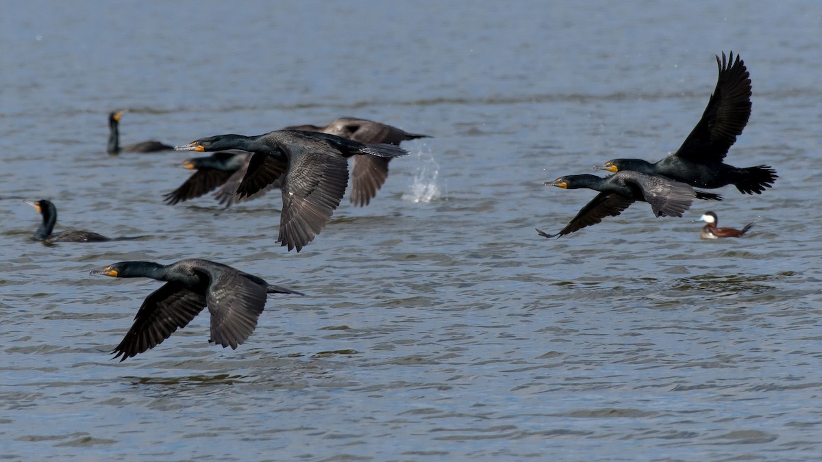 Double-crested Cormorant - Charlie Shields