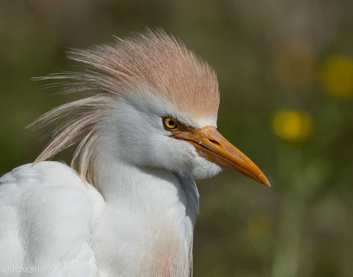 Western Cattle Egret - Mary Catherine Miguez