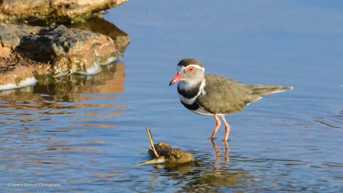 Three-banded Plover - ML95050491