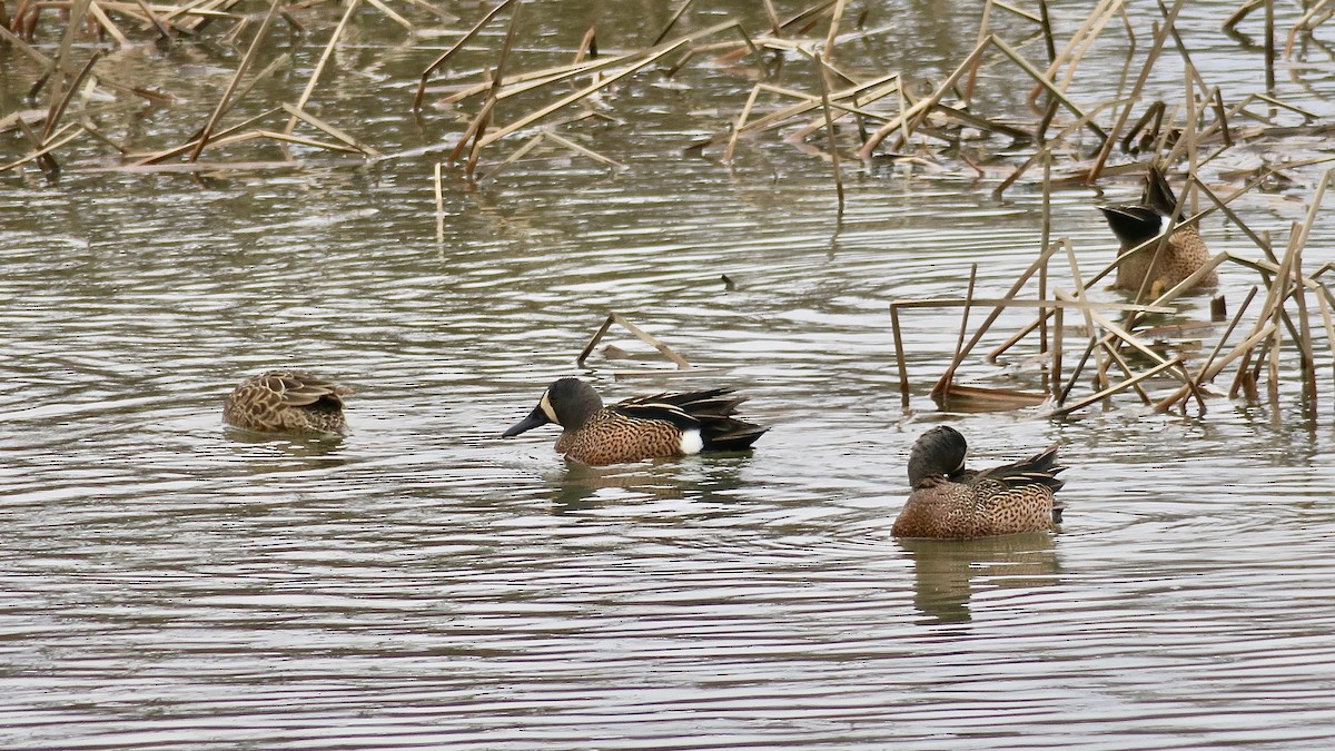 Blue-winged Teal - Rick&Peggy Price