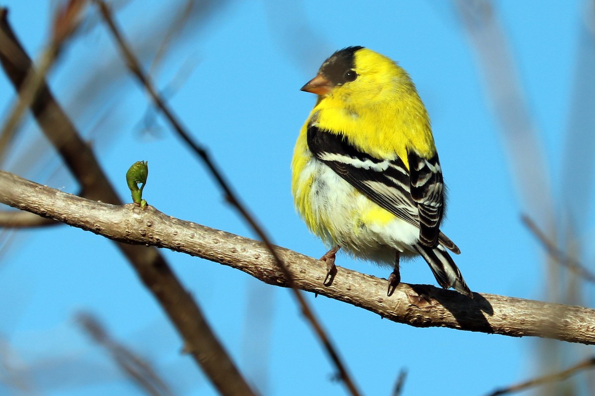 American Goldfinch - Colin Sumrall