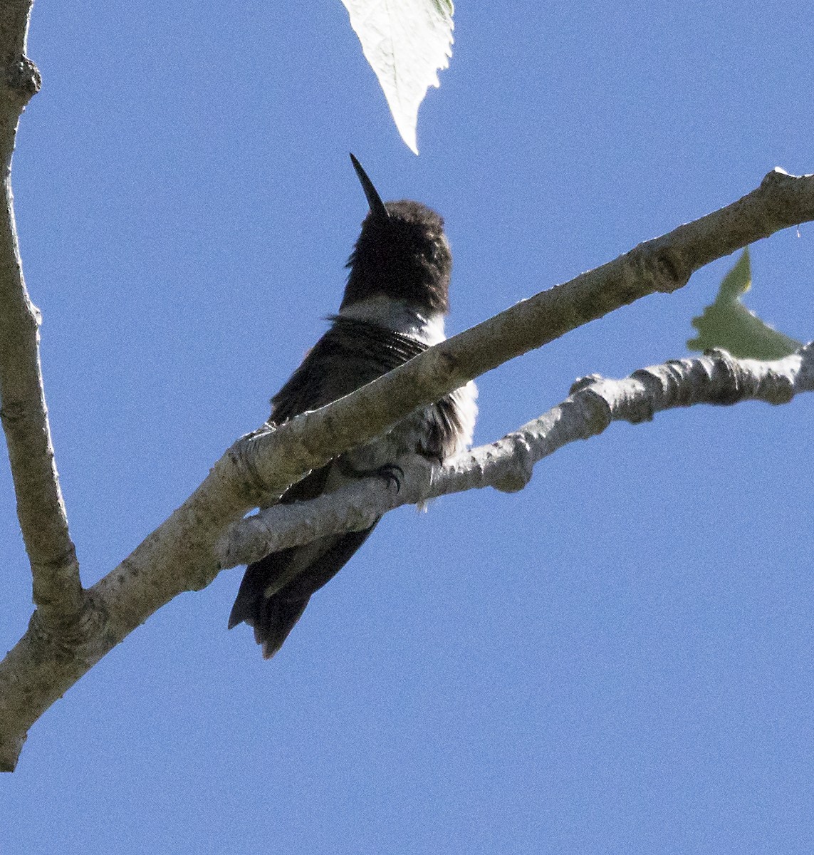 Black-chinned Hummingbird - ML95054901