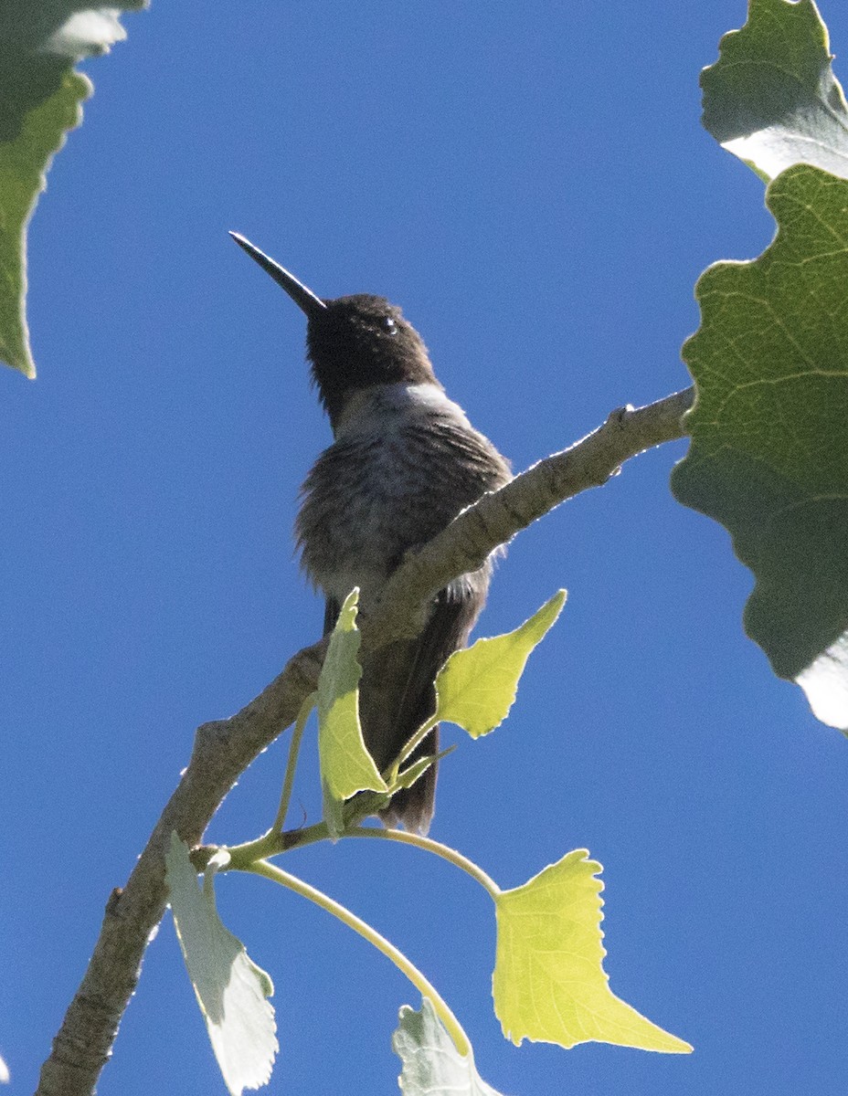 Black-chinned Hummingbird - Terry  Hurst