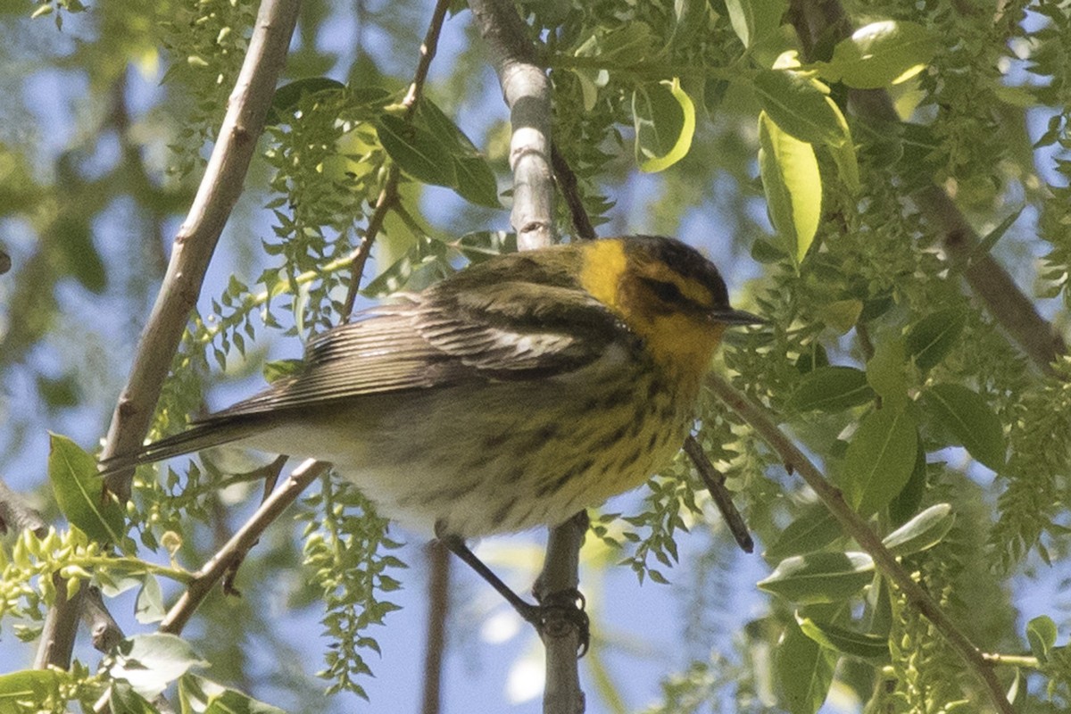Cape May Warbler - ML95055771